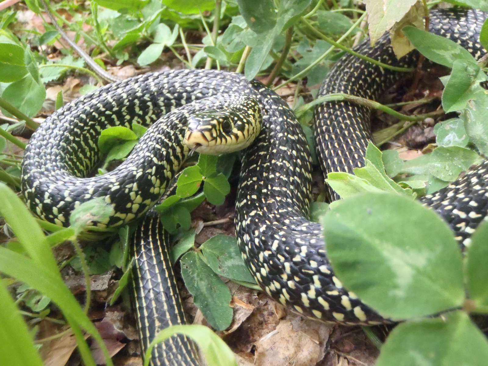Couleuvre Verte Et Jaune Balade Randonn e Pr s De Chez Vous Couleuvre Verte Et Jaune Balade Randonn e Pr s De Chez Vous