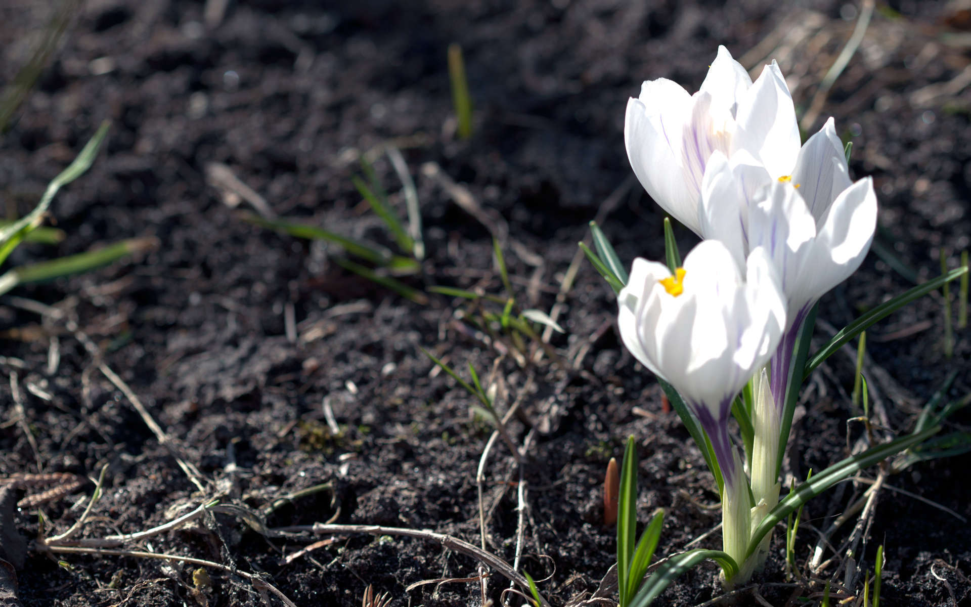 Crocus de printemps (Crédits: Ervins Strauhmanis - Flickr)