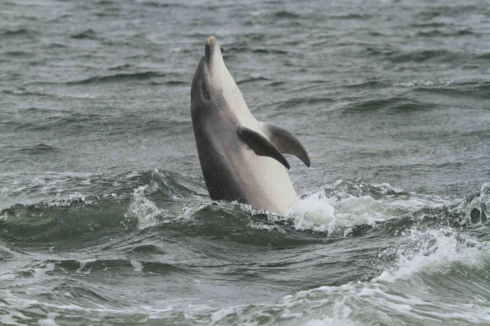 Grand dauphin (Crédits : EHolder)