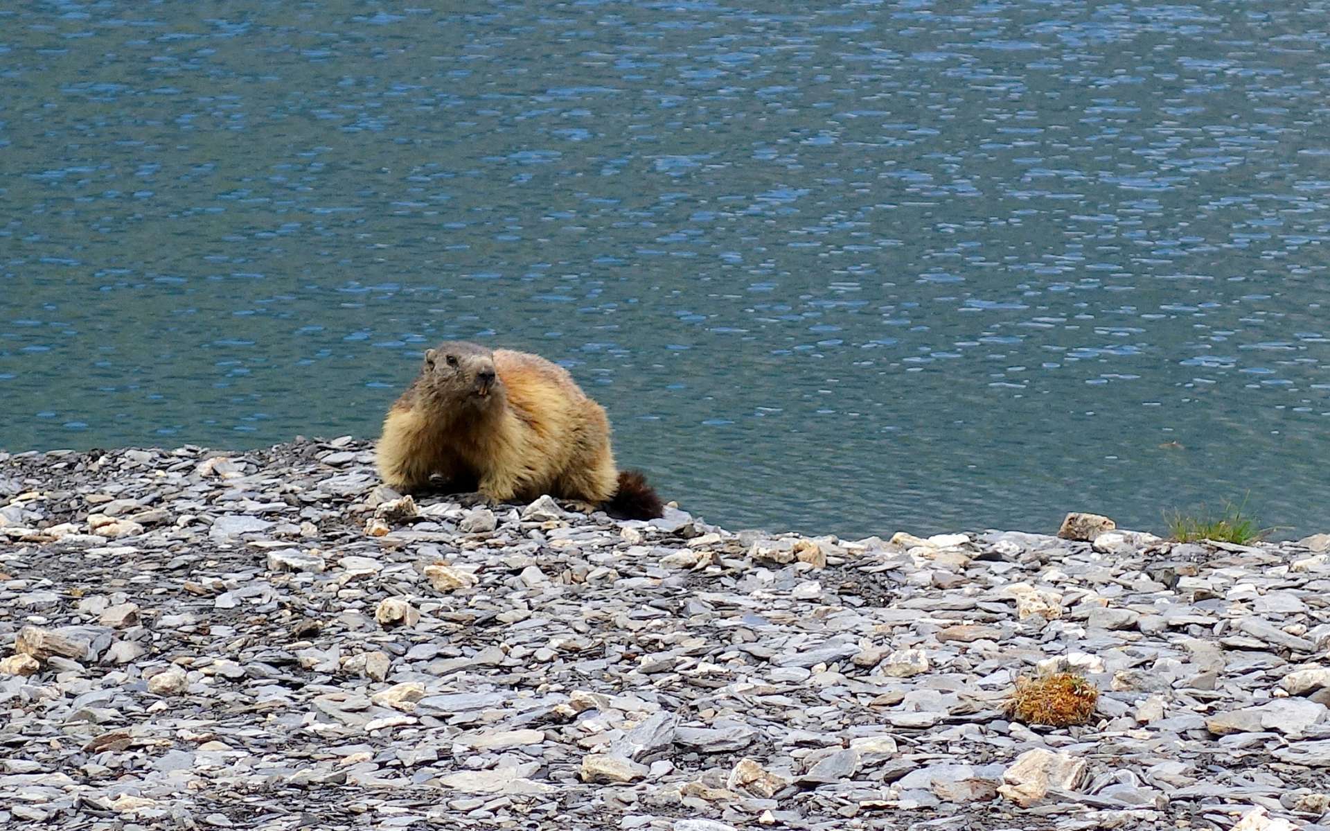 Marmotte (Crédits : Cyril Gautreau)