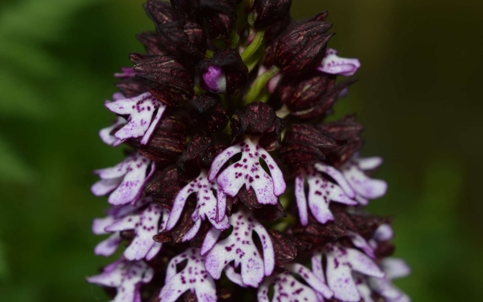 Fleurs d'Orchis pourpre (Crédits : Sabine Meneut)