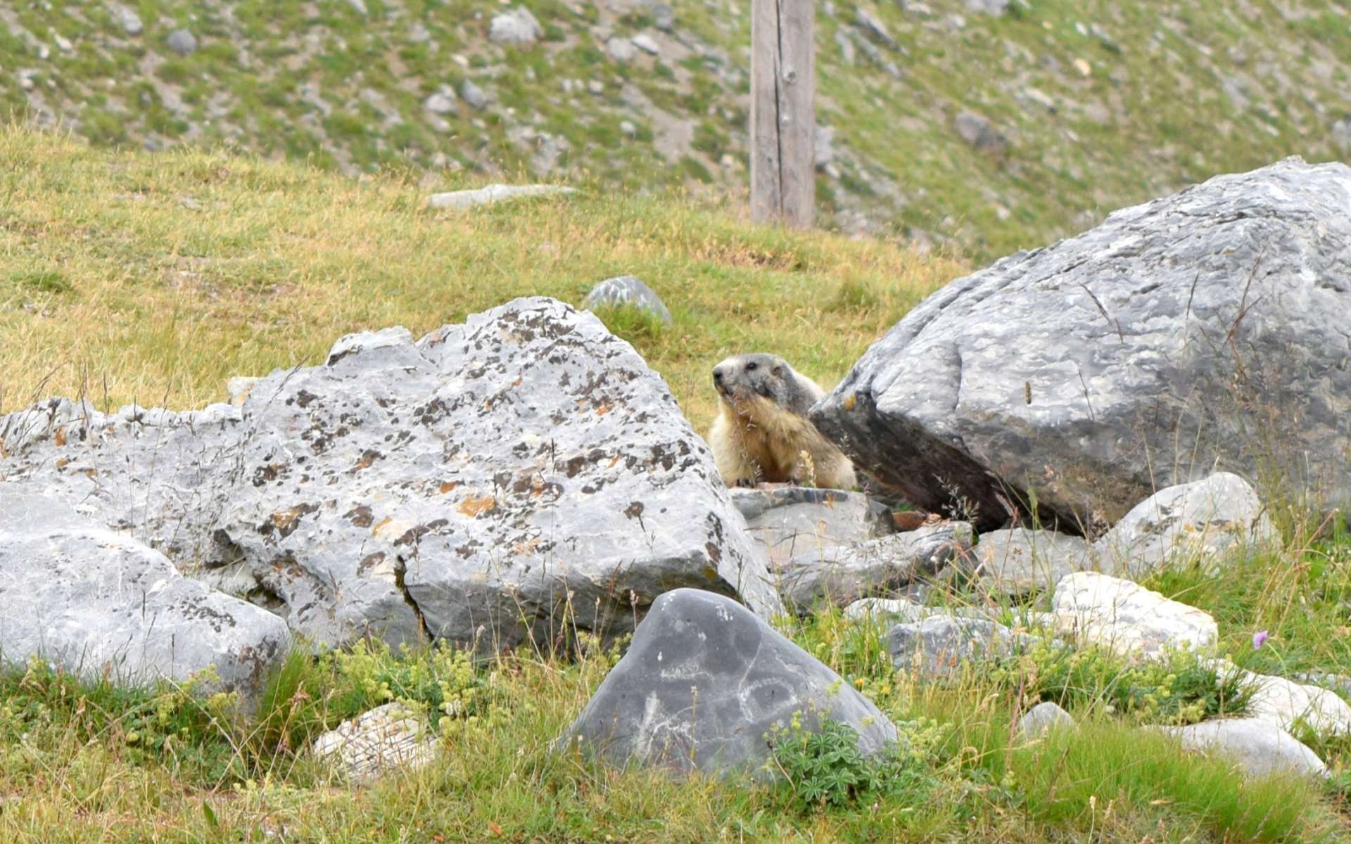 Marmotte (Crédits : Sabine Meneut)