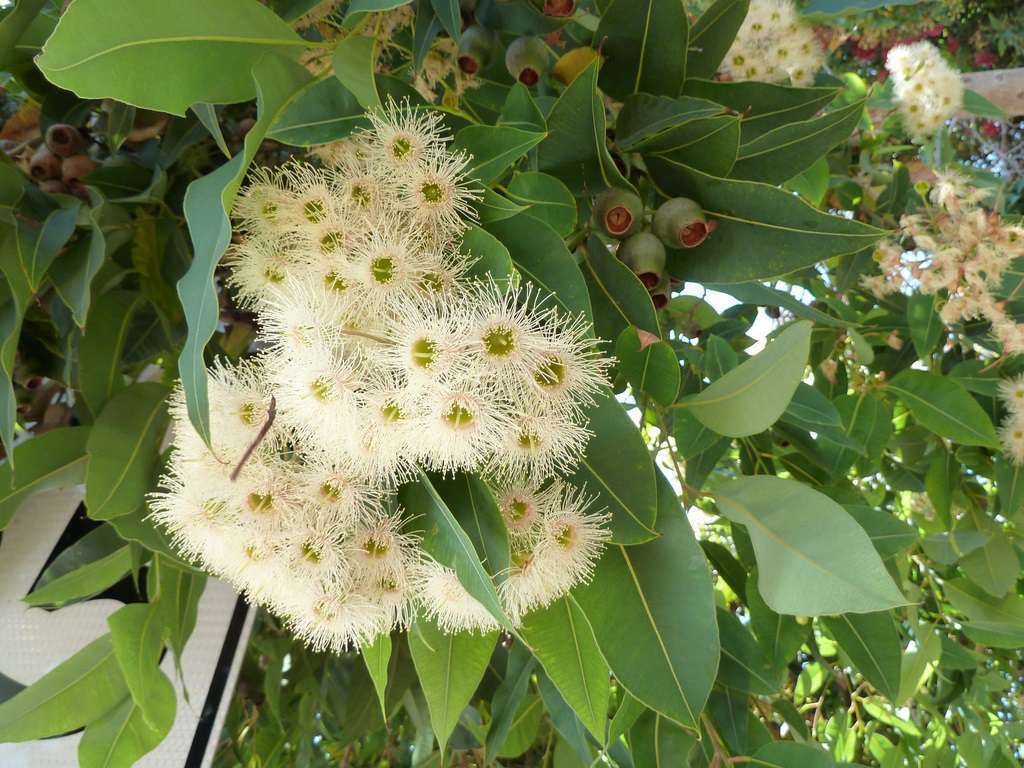 Ecalyptus en fleur credit Wendy Culter