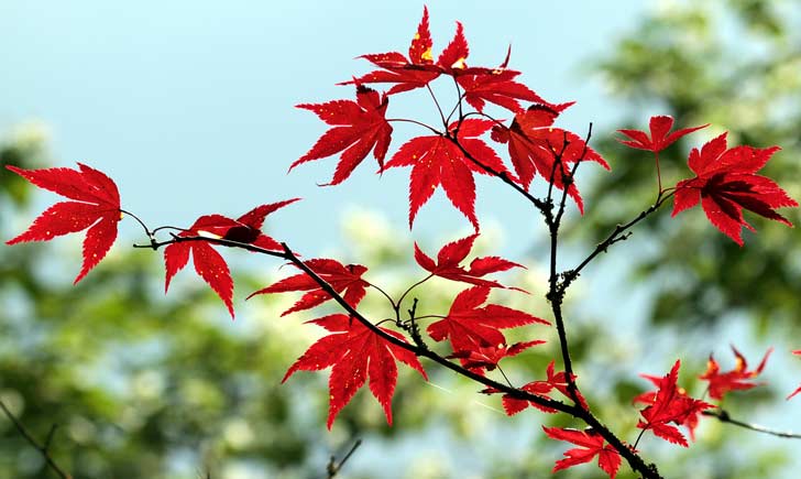 Erable japonais, feuilles, Credits : Guy Renard