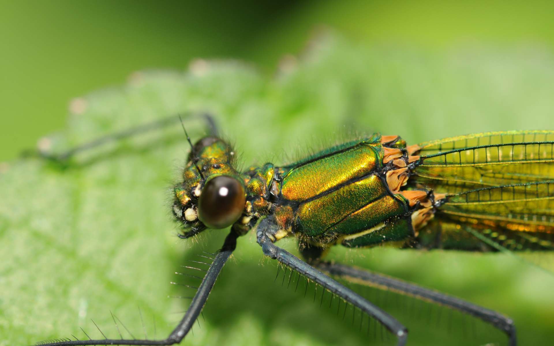Caloptéryx éclatant - Femelle (Crédits : Thomas Bresson - Flickr)