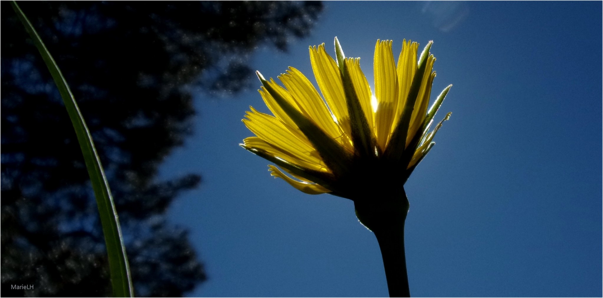 Fleur Salsifis des prés (Crédit : Marie LH_Flickr)