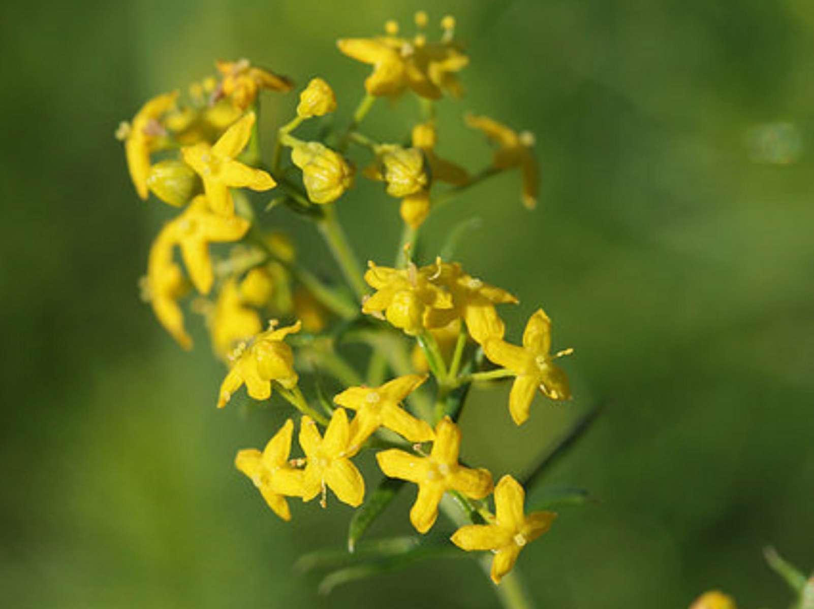 Fleurs de Galium verum  (© : Björn S - Flickr)