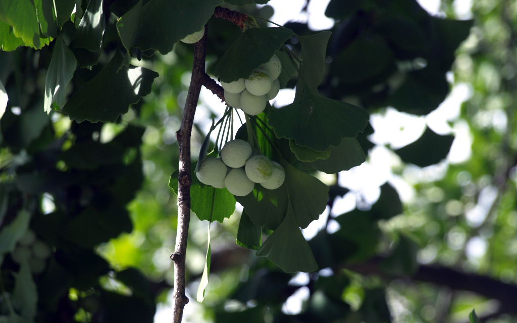 Ginkgo biloba, fruits. Crédit : Juan Carlos Lopez Almansa - Flickr