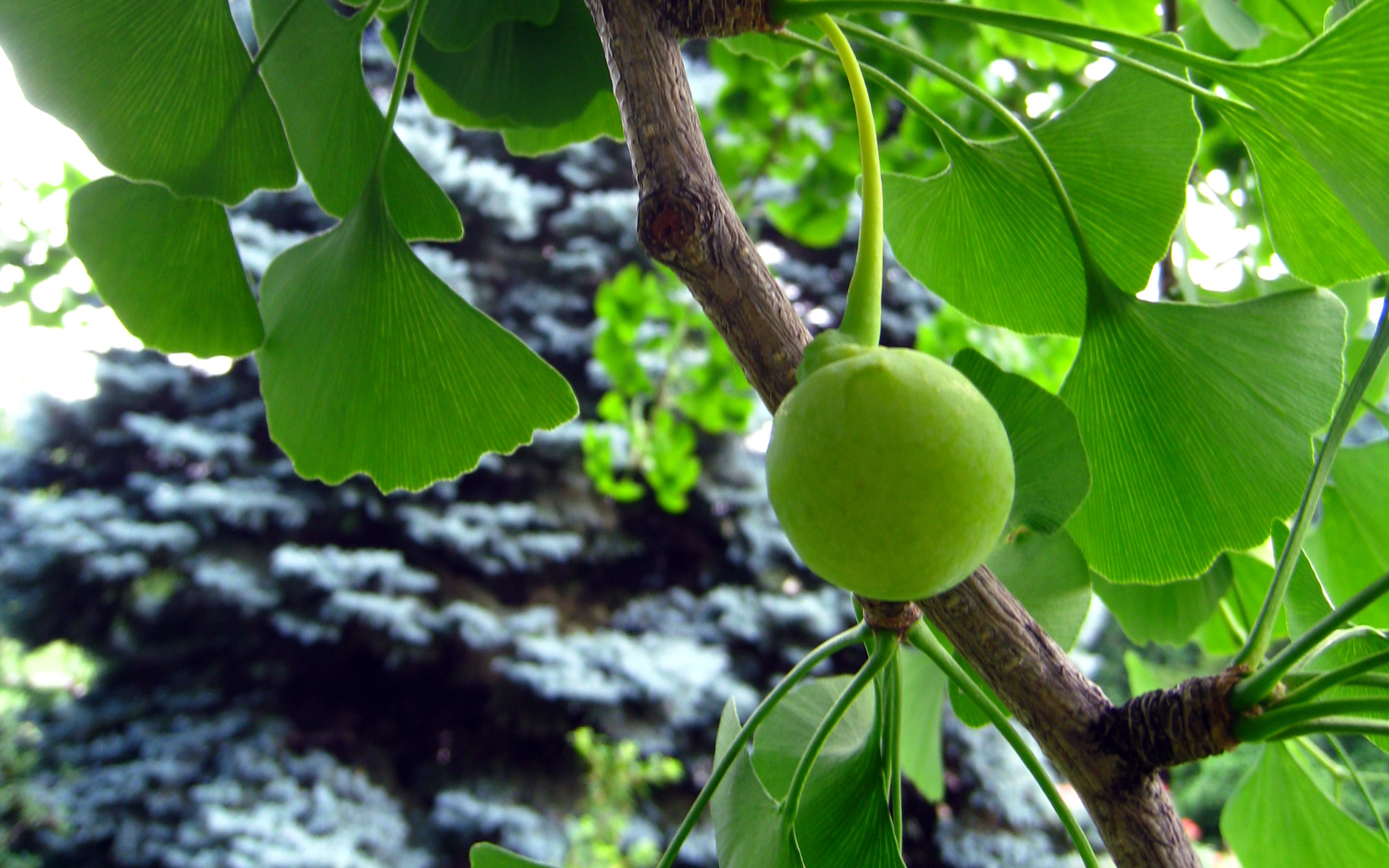 Ginkgo biloba, fruit. Crédit : Solylunafamilia - Flickr