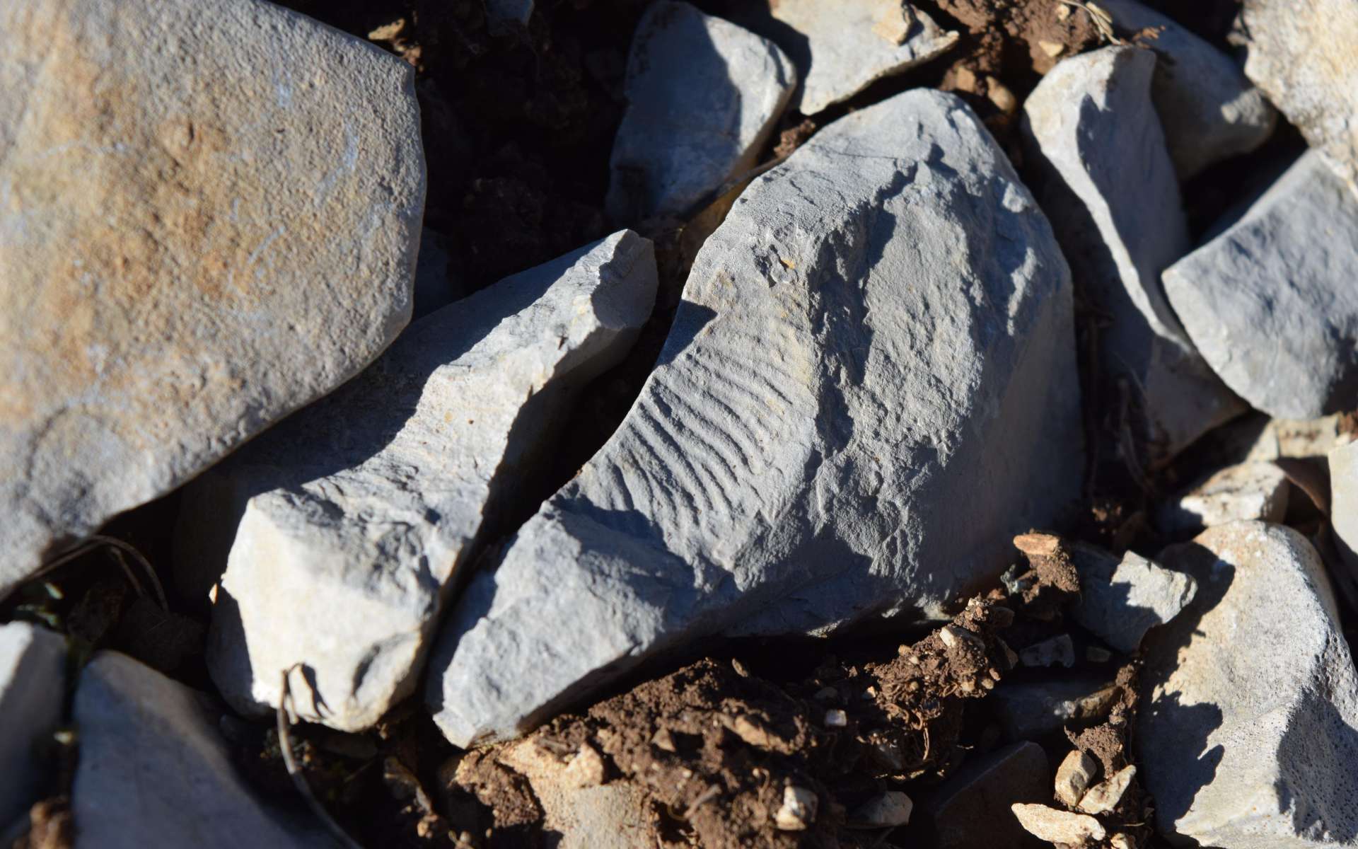 Ammonite - balade des Gorges du Riou (Crédits : Sabine Meneut)