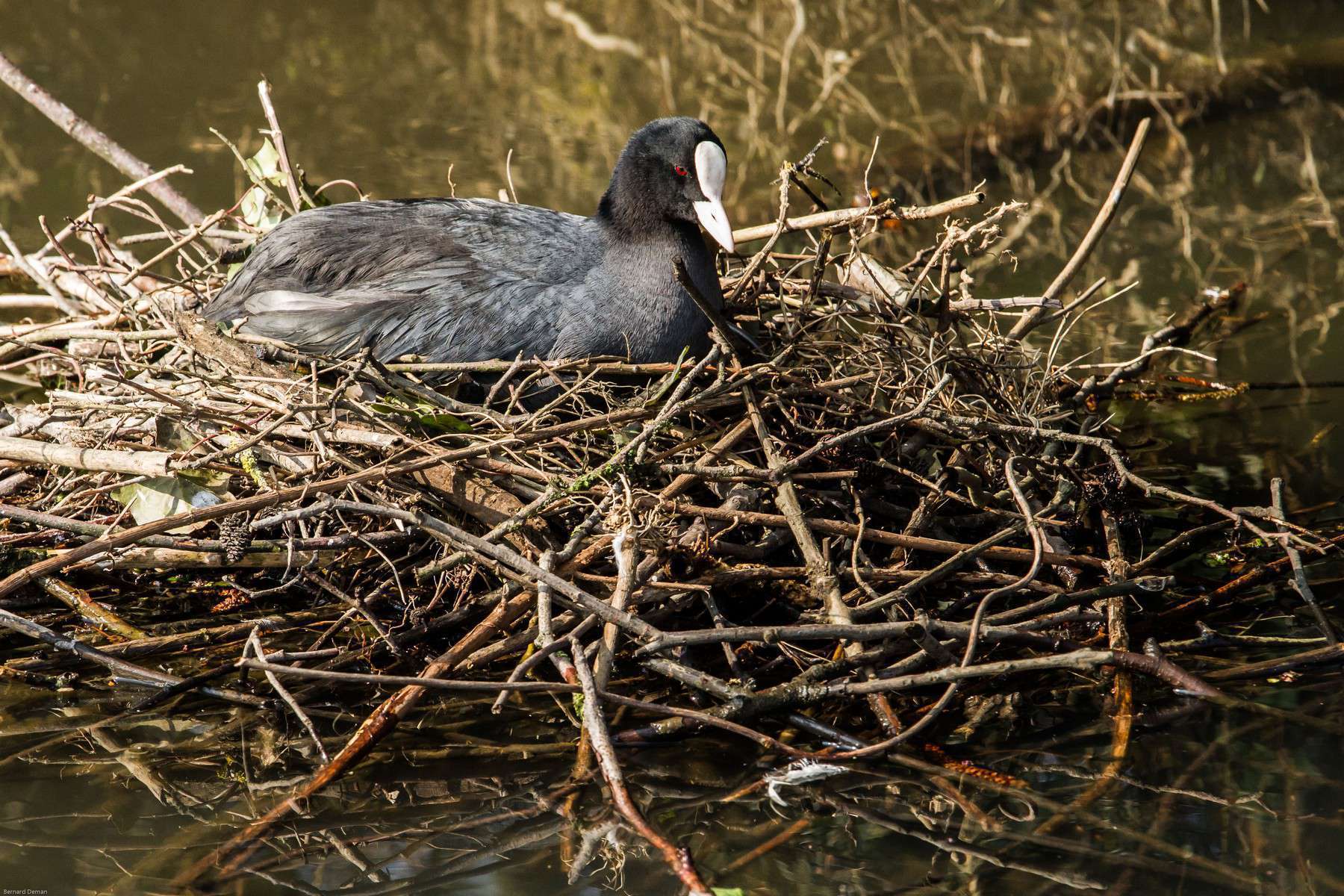 Foulque macroule dans son nid (Bernard Deman)