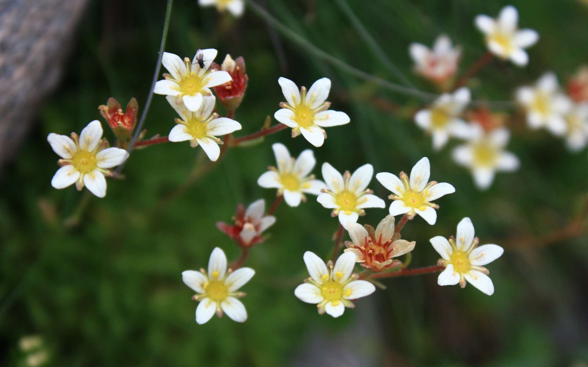 Saxifraga sillonée - fleurs (Crédits : Cyril Gautreau)