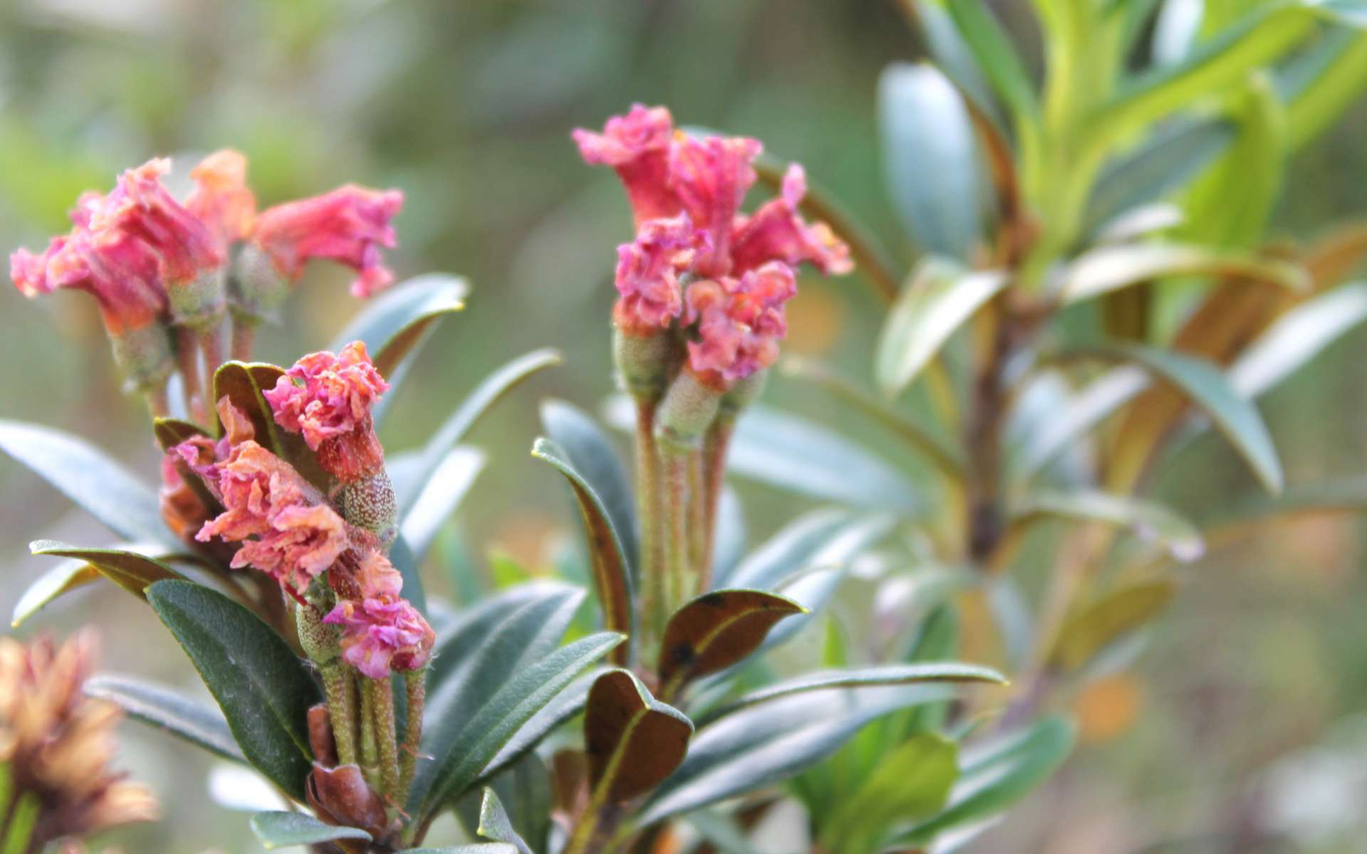 Rhododendron ferrugineux - feuilles passées et feuilles (Crédits : Léa Charbonnier)