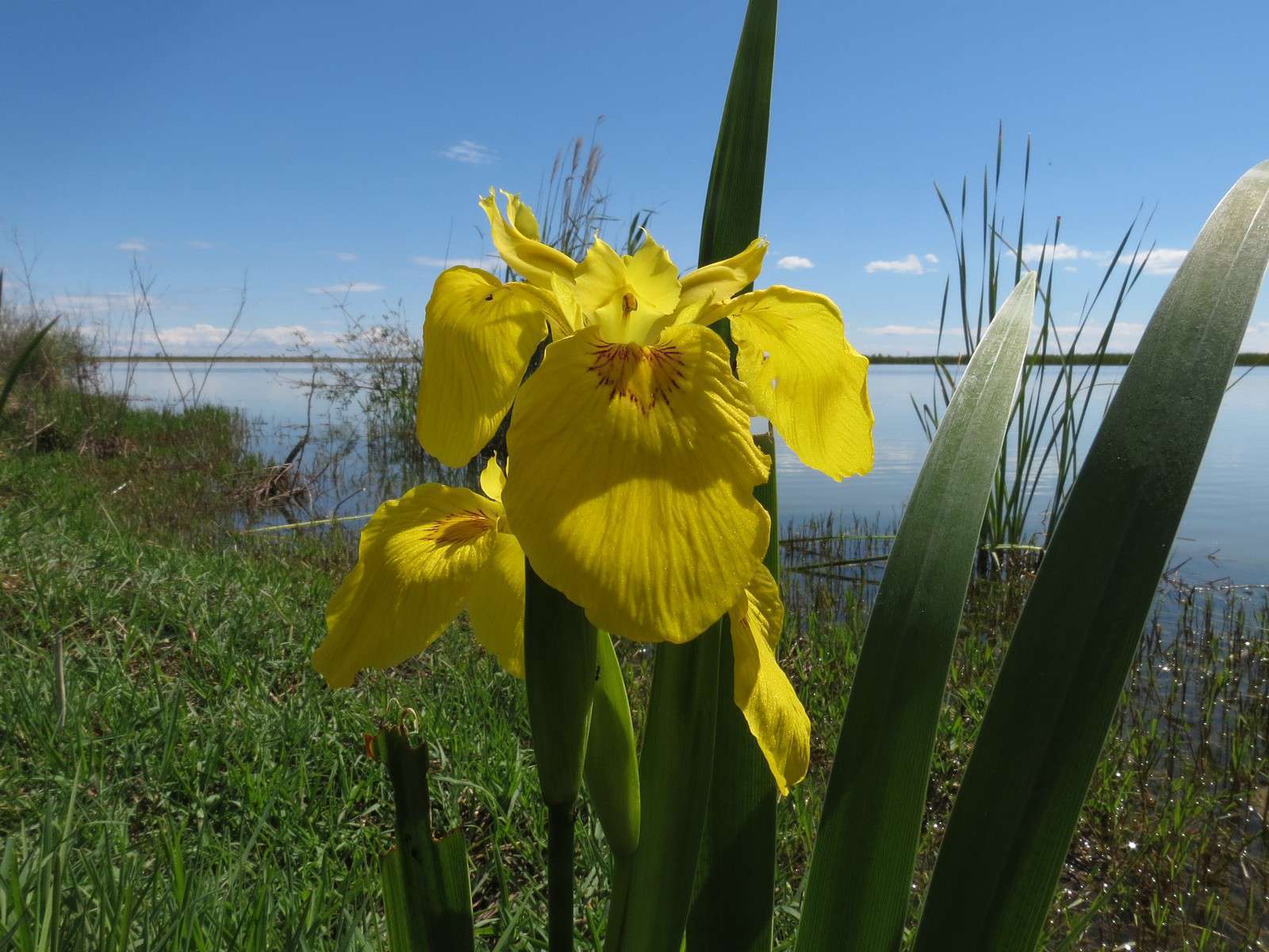 Iris jaune - Crédit : Donald Hobern