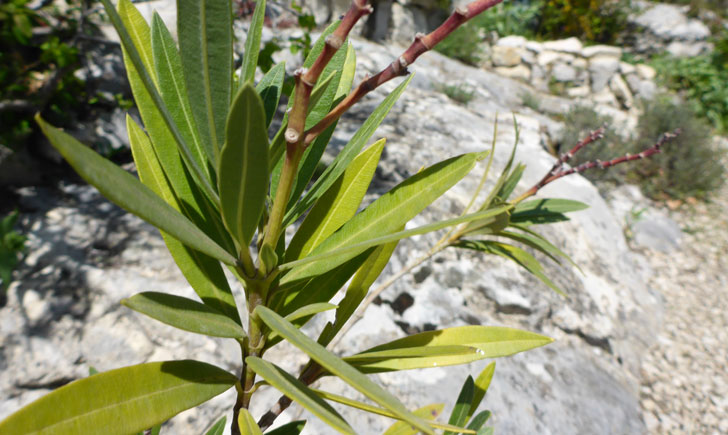 Nerium oleander (crédit: Toulourenc Horizon)