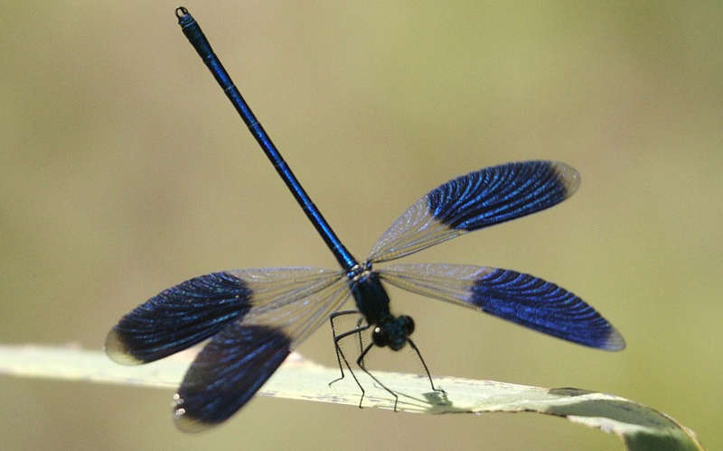 Caloptéryx éclatant - Mâle (Crédits : Lip Kee - Flickr)