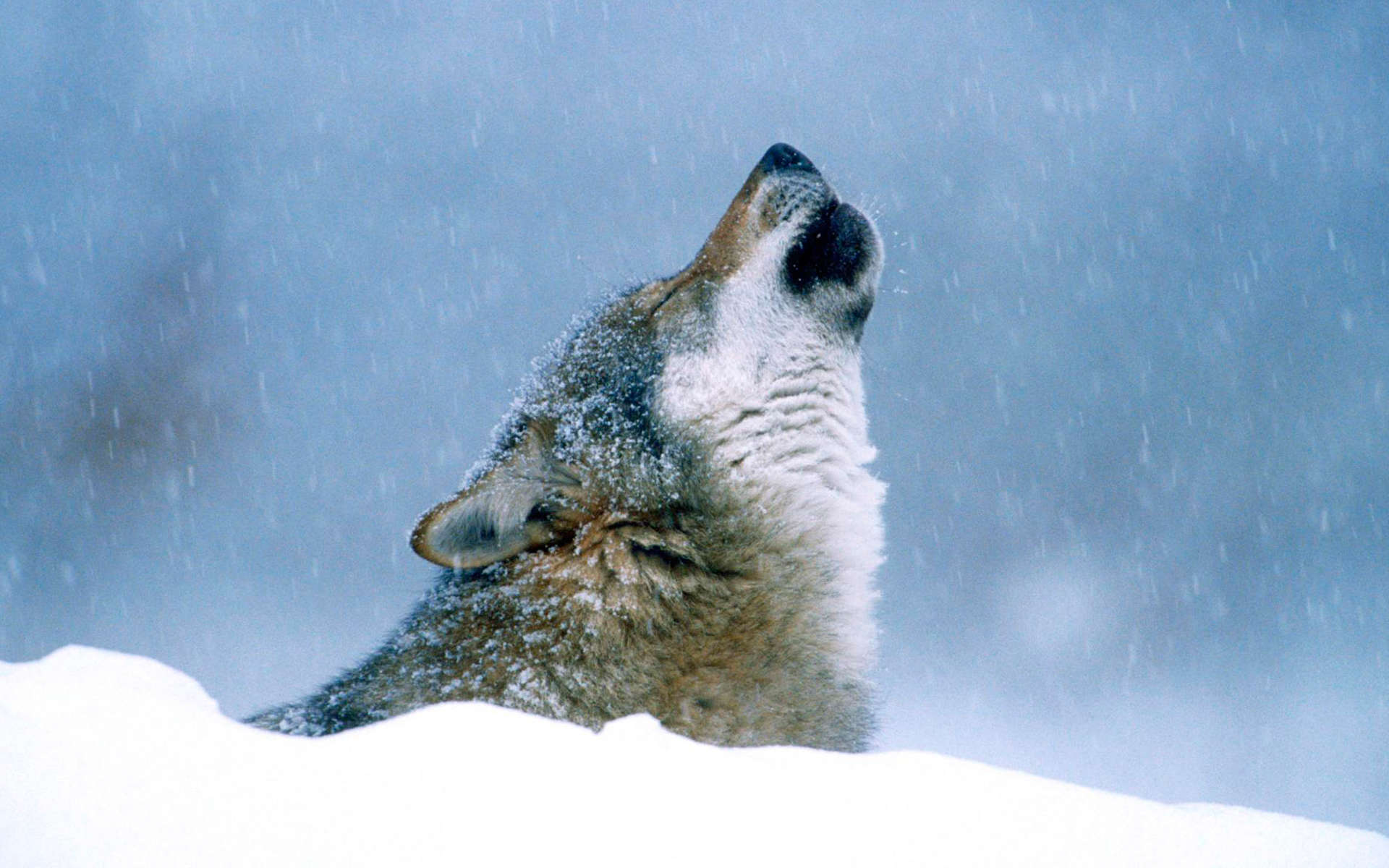 Loup (Crédits: Angell Williams - Flickr)