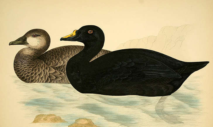 Illustration d'un couple de macreuse noire (Crédits: Biodiversity Heritage Library - flickr)