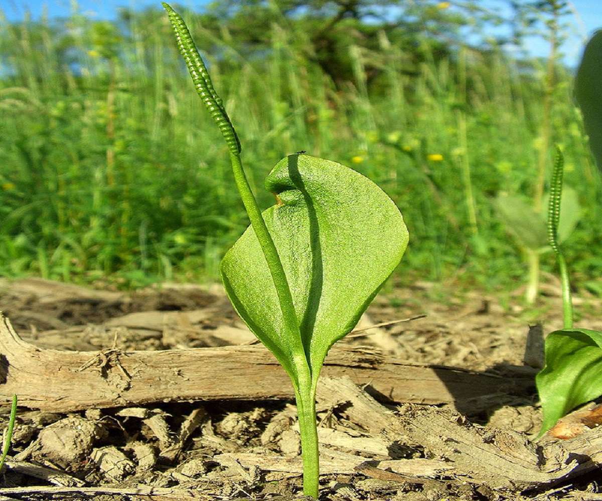 Vue générale d'Ophioglossum vulgatum (© : Commons Wikimédia)
