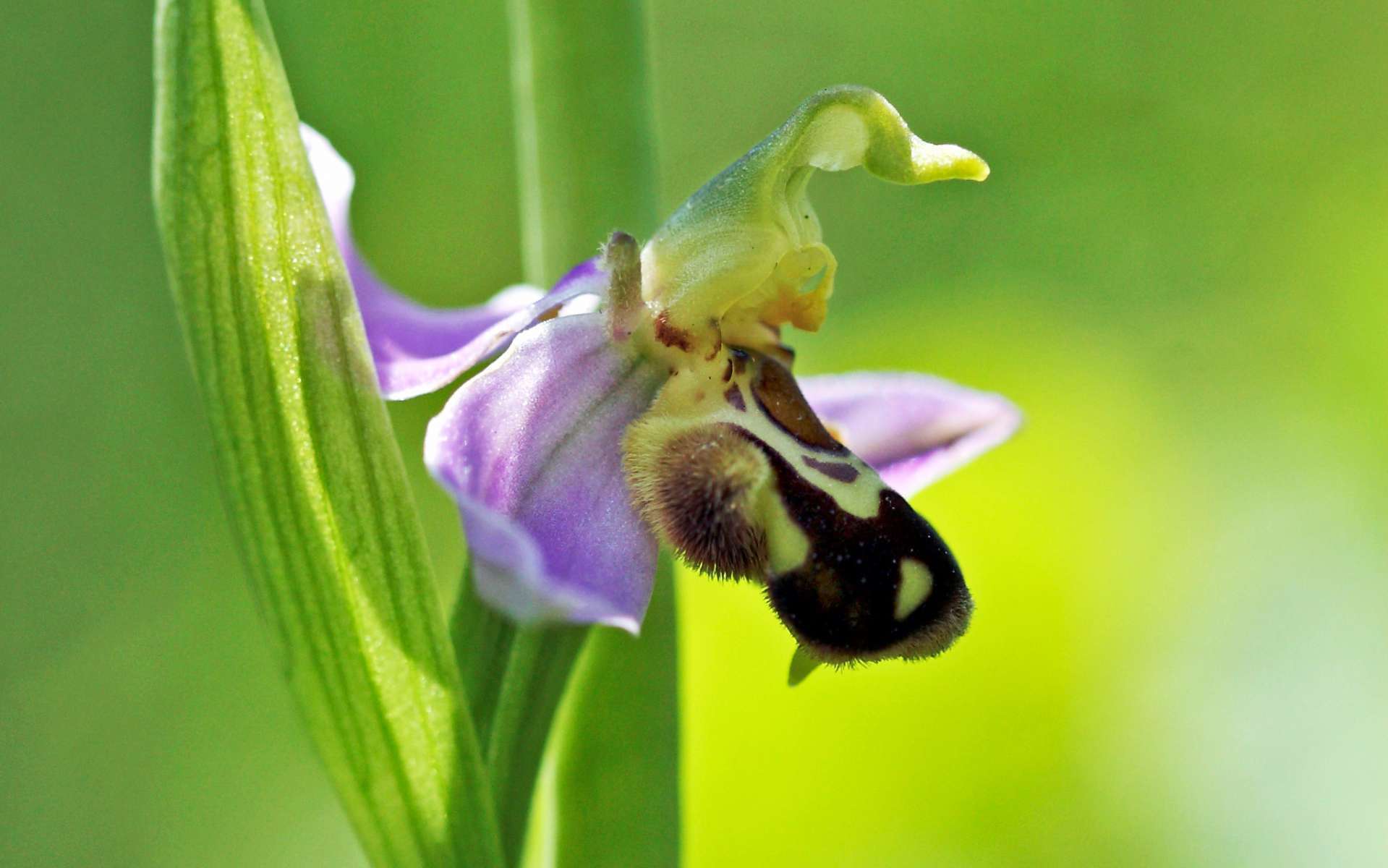 Ophrys abeille - fleur et feuille (Crédits : Quentin Dumont)