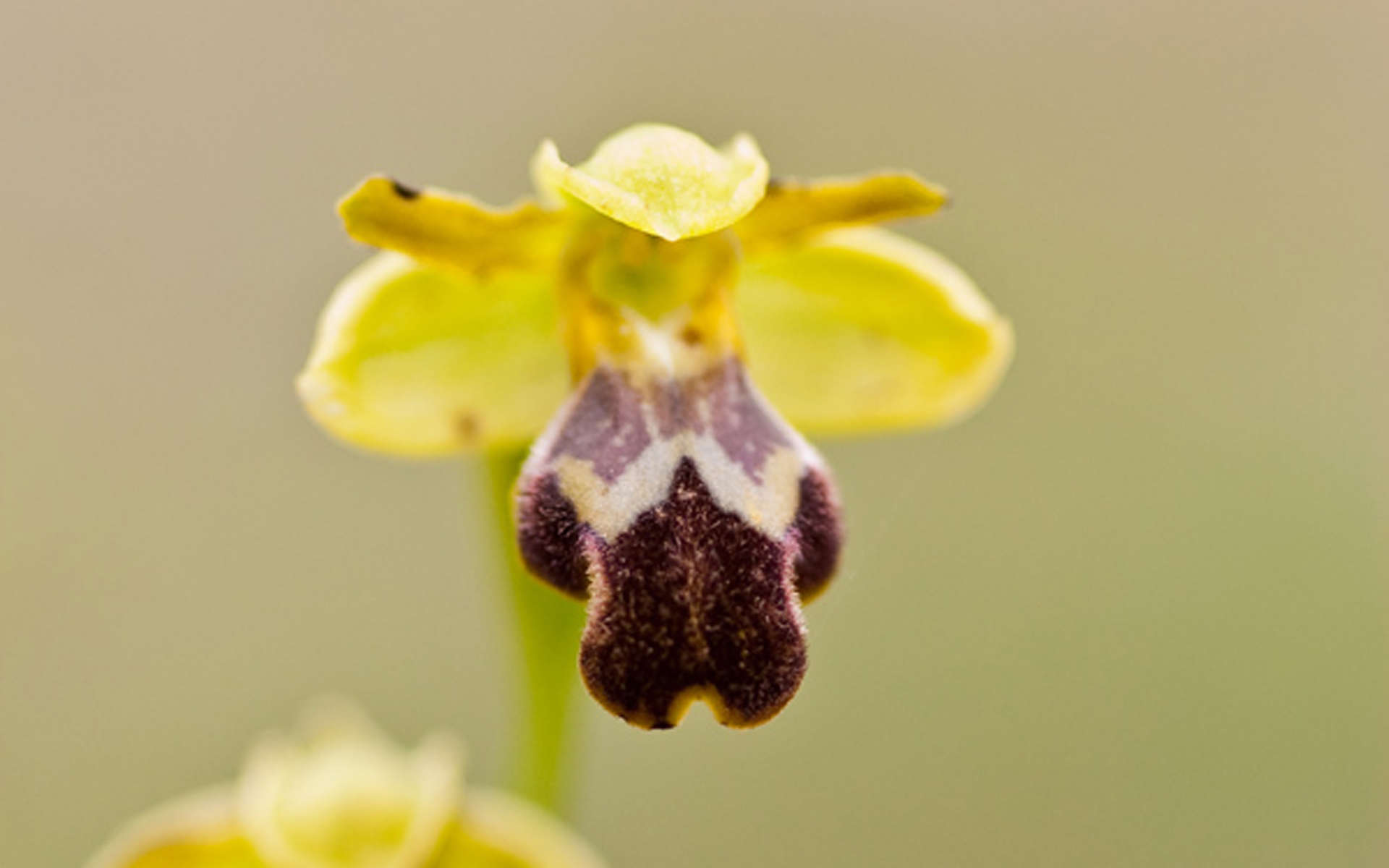 Ophrys (Crédits: Maurid80 - Natural Solutions)