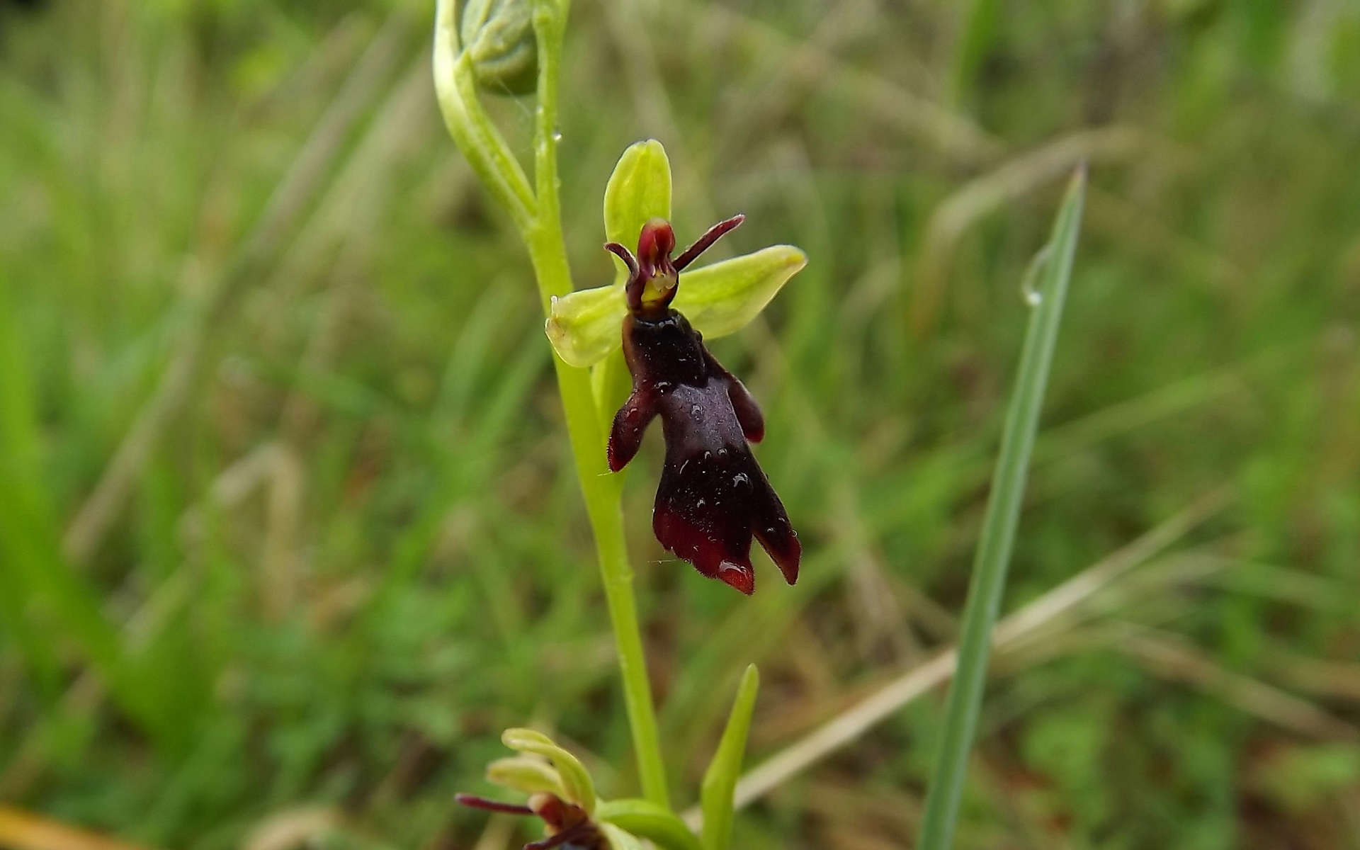 Ophrys (Crédits: Florent Beck - Natural Solutions)