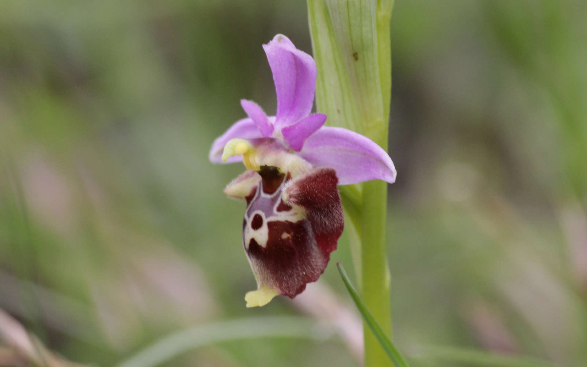 Ophrys (Crédits: Rudel Thibault - Natural Solutions)