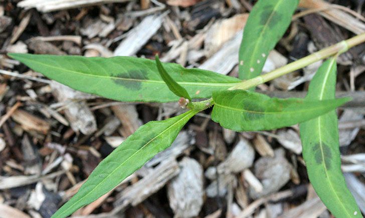 Renouée persicaire-Persicaria maculosa (crédit: R. A. Nonenmacher)