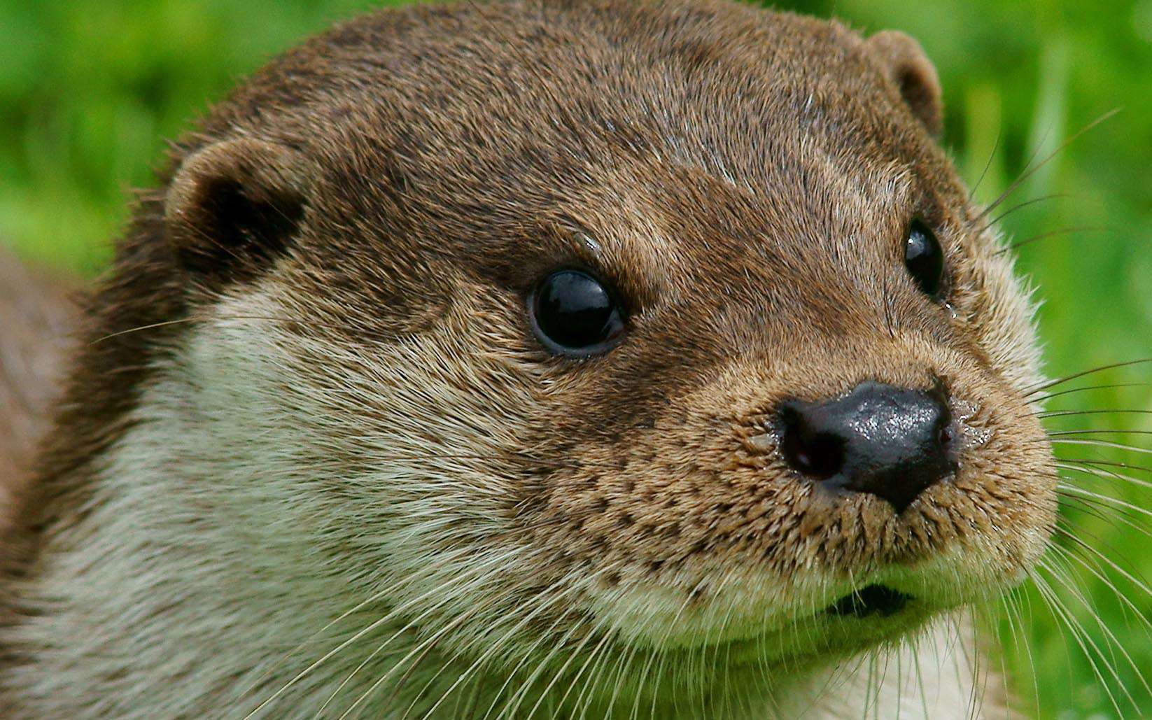 Loutre D Europe Balade Randonn e Pr s De Chez Vous Loutre D Europe Balade Randonn e Pr s De Chez Vous