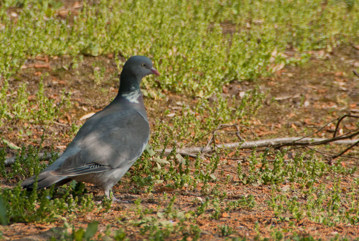 Pigeon ramier (Crédits : Cédric Seguin - Natural Solutions)
