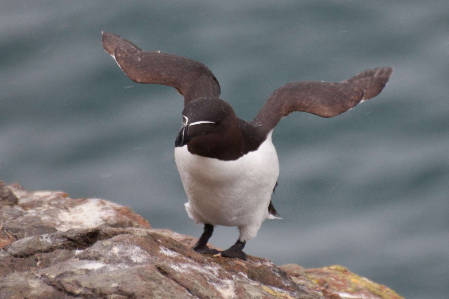 Pingouin torda (Crédits: Joanne Goldby - flickr)