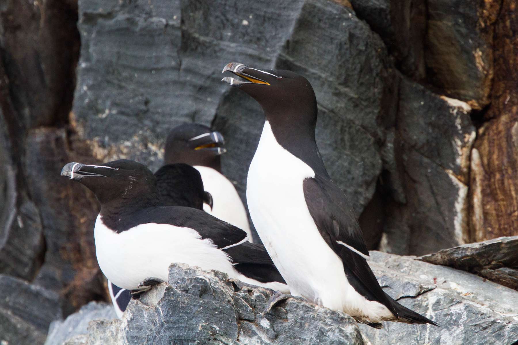 Pingouin torda (Crédits: Ron Knight - flickr)