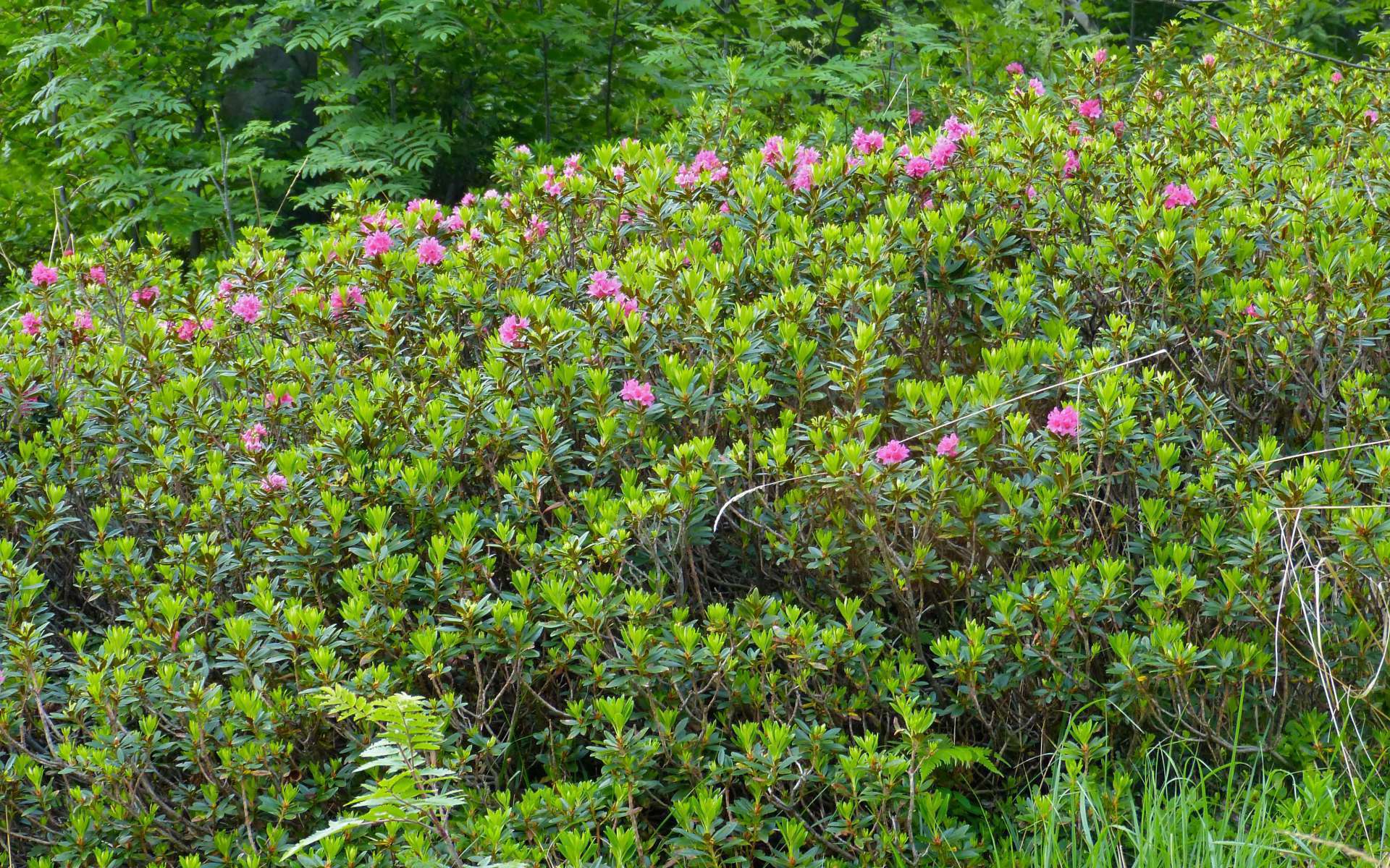 Rhododendron ferrugineux - vue d'ensemble (Crédits : Bernard Dupont)