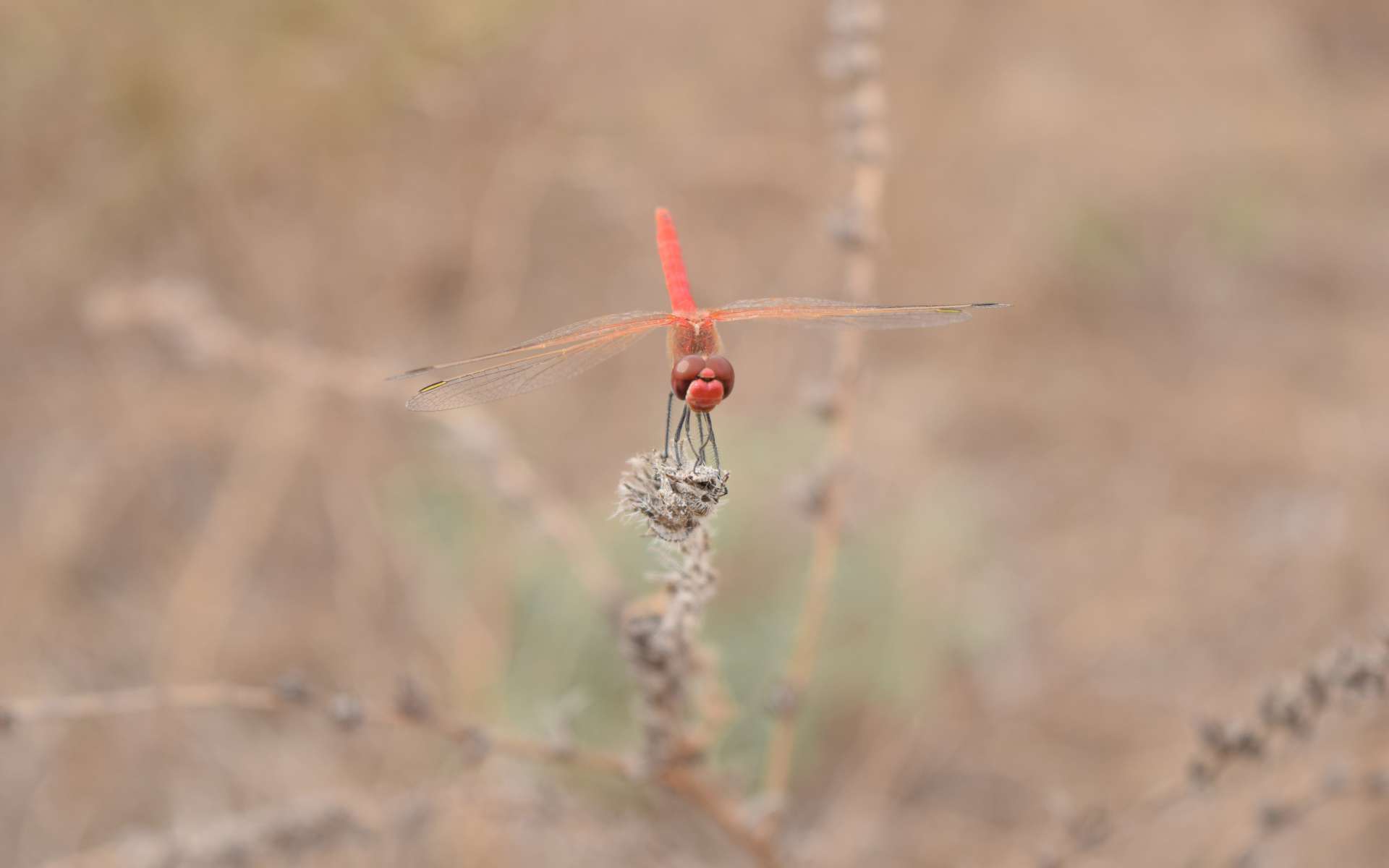Sympetrum à nervures rouges - mâle (Crédits : Sabine Meneut)