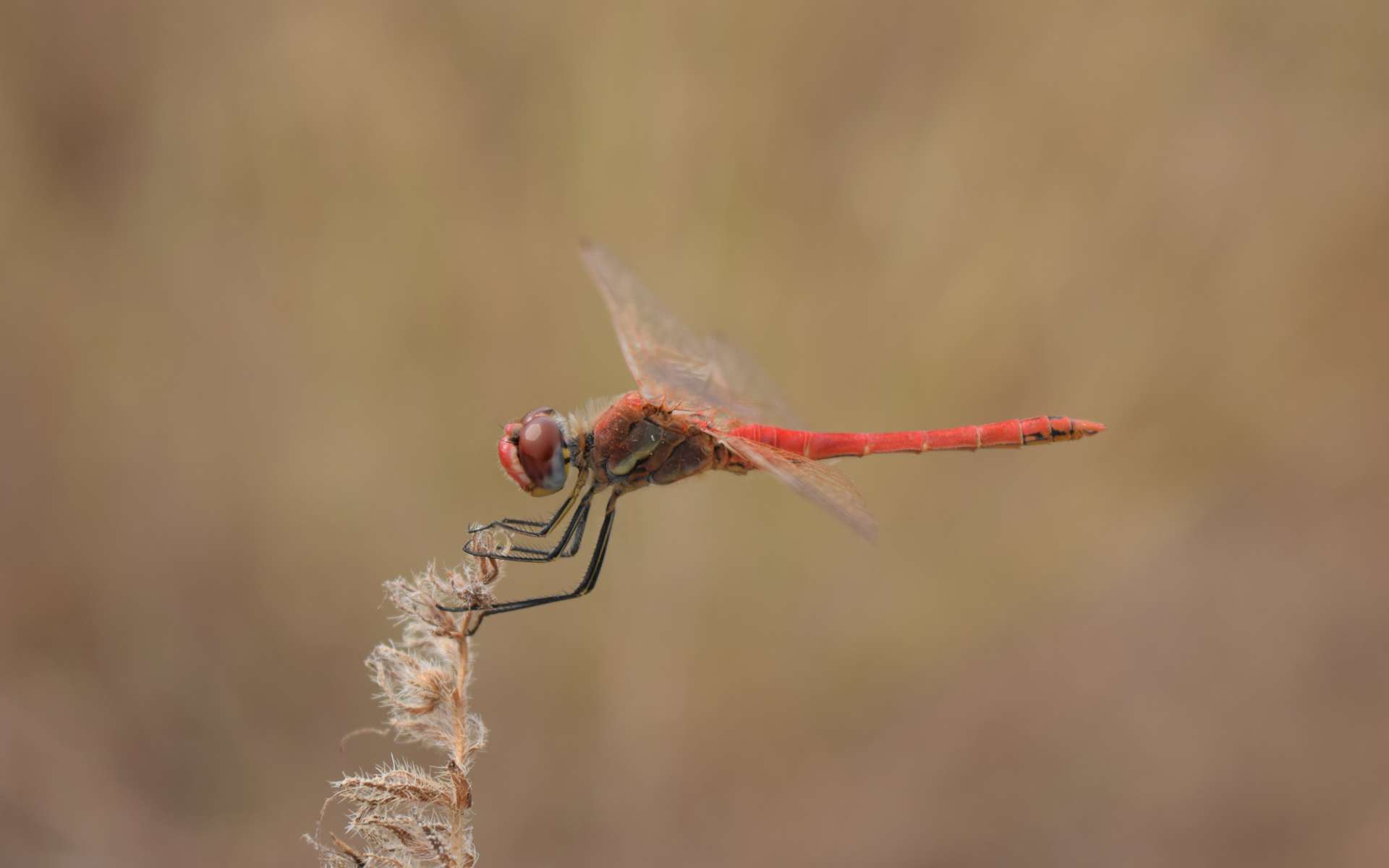 Sympetrum à nervures rouges - mâle (Crédits : Sabine Meneut)