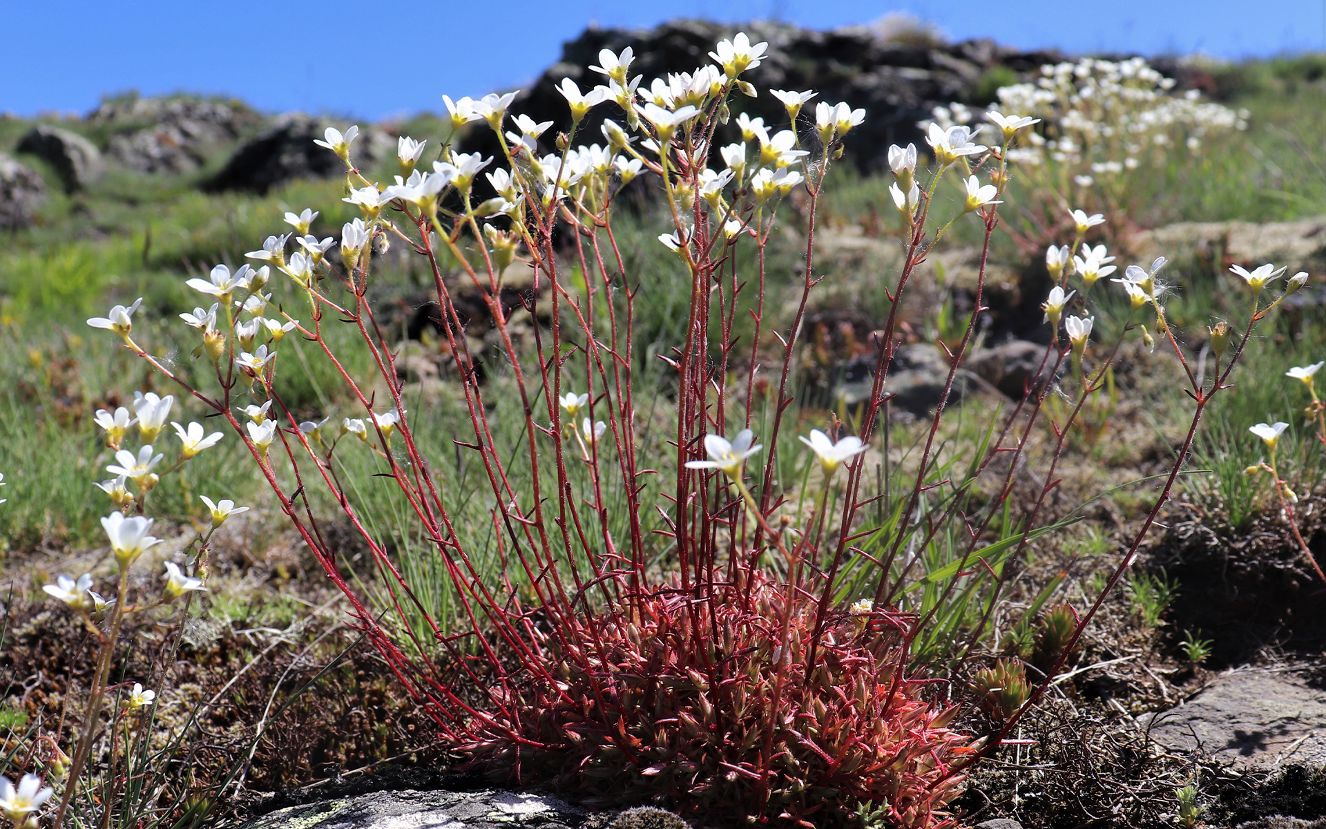 Saxifrage continentale (Crédit : L.Azzolina)