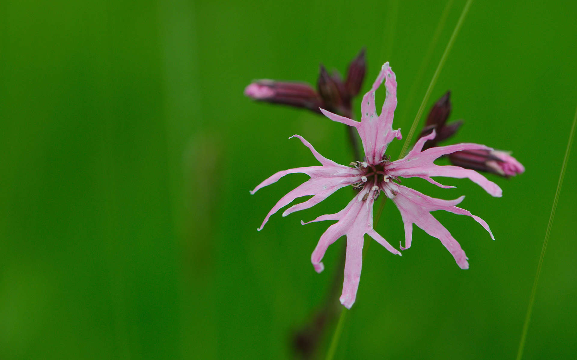 Silène fleur de coucou (Crédits: Magnus Hagdorn - Flickr)