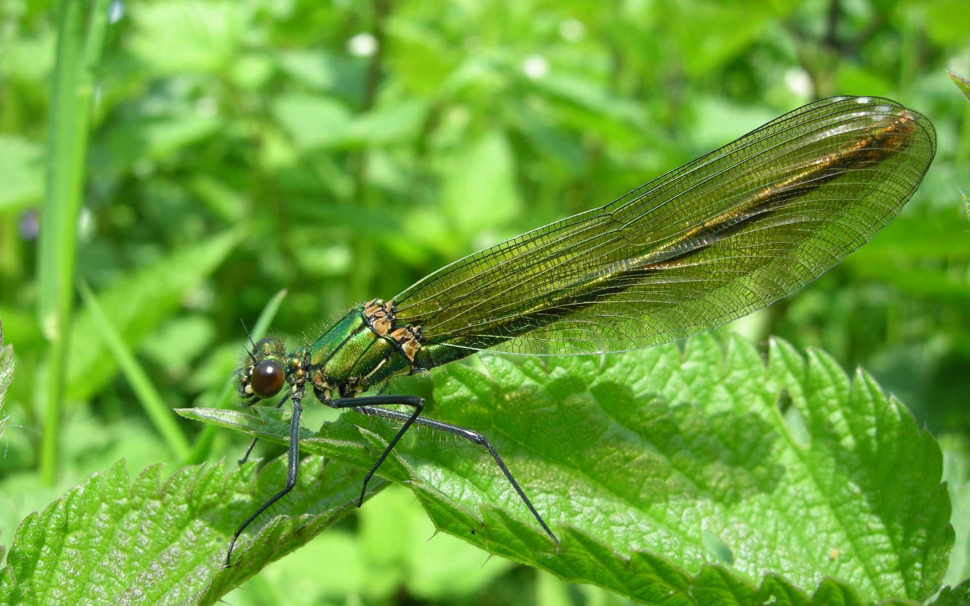 Caloptéryx éclatant - Femelle (Crédits : Thomas Bresson - Flickr)