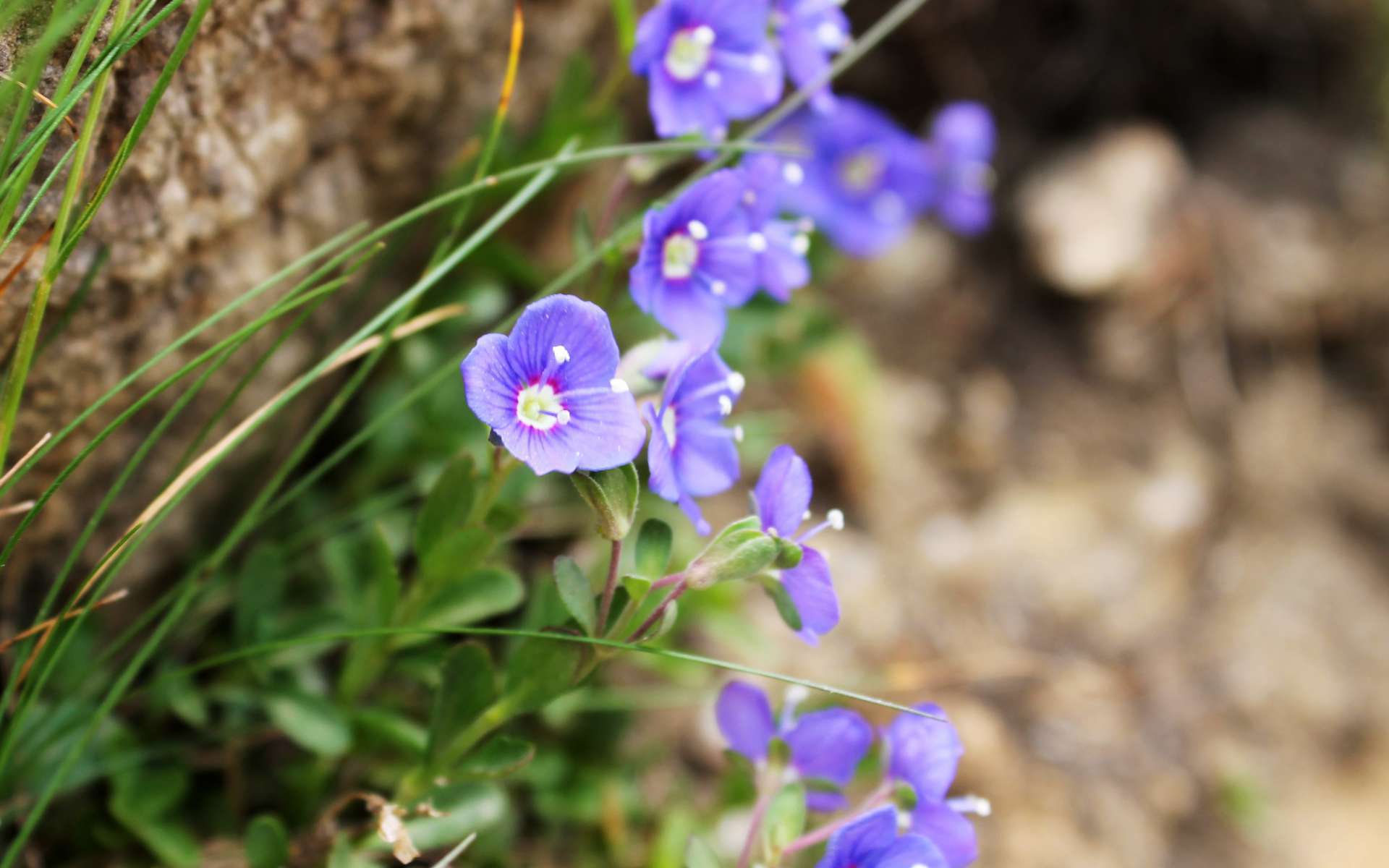 Véronique buissonnante - fleurs (Crédits : Léa Charbonnier)