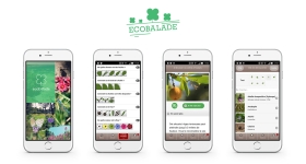 C'est quoi cette plante ?