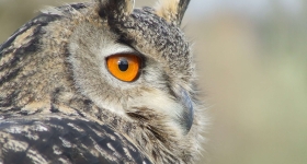 Le hibou Grand-Duc