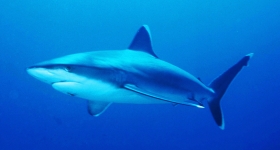 Requins en Méditerranée