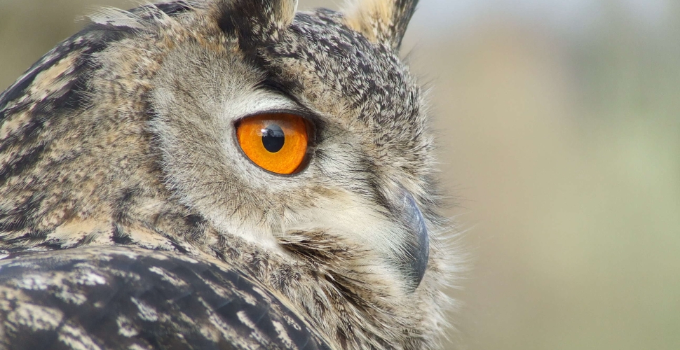 Le hibou Grand-Duc