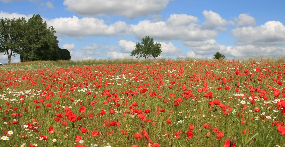 Le Coquelicot