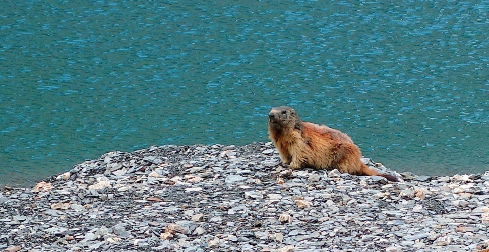 Marmotte des Alpes, Marmotta marmotta