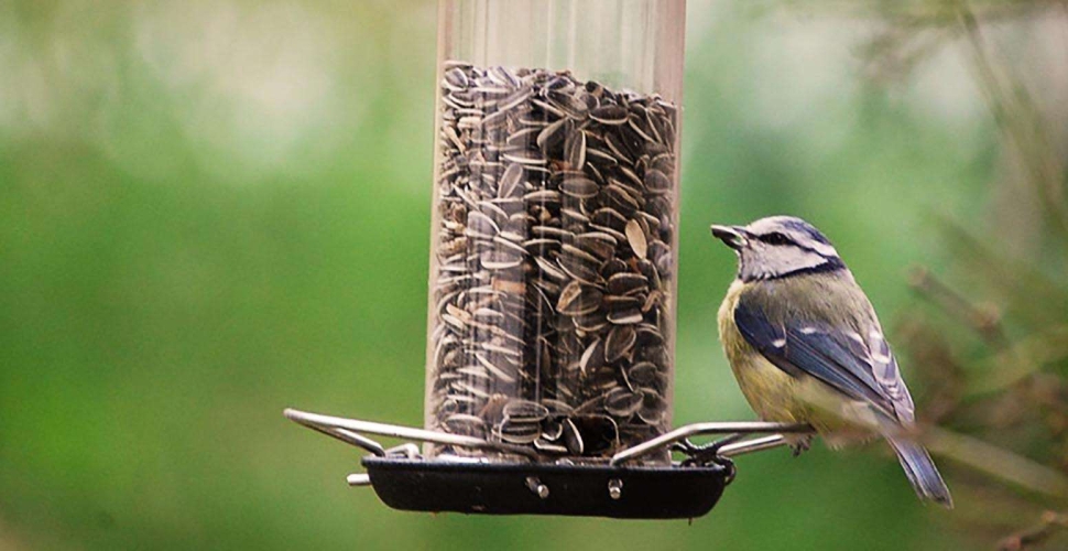 Mangeoire à oiseaux