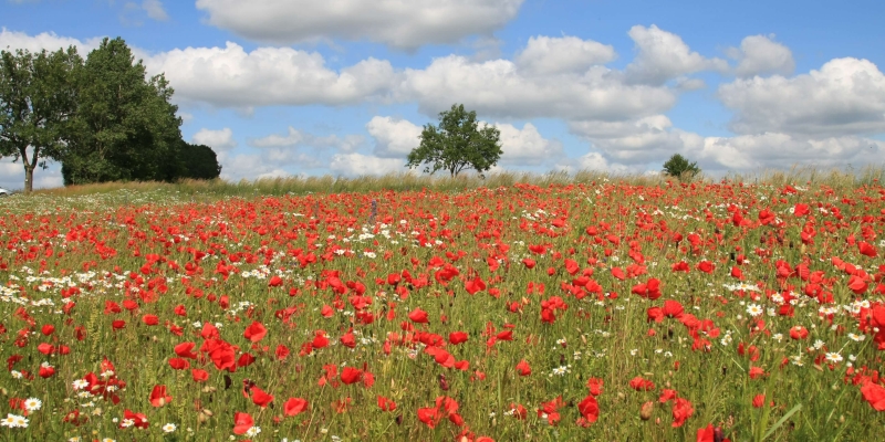 Le Coquelicot