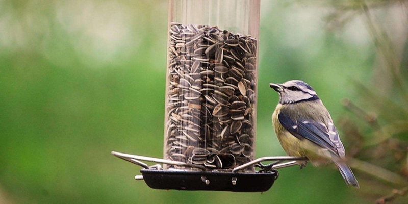 Mangeoire à oiseaux