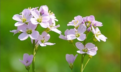 Cardamine des prés (Saint-Pierre et Miquelon)