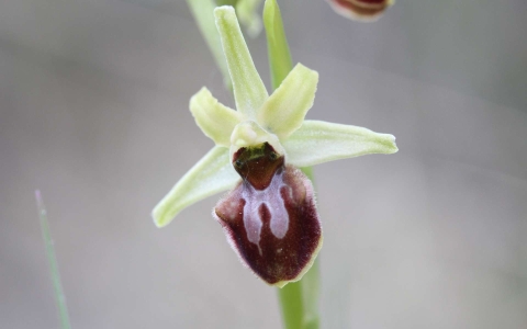 Ophrys araignée